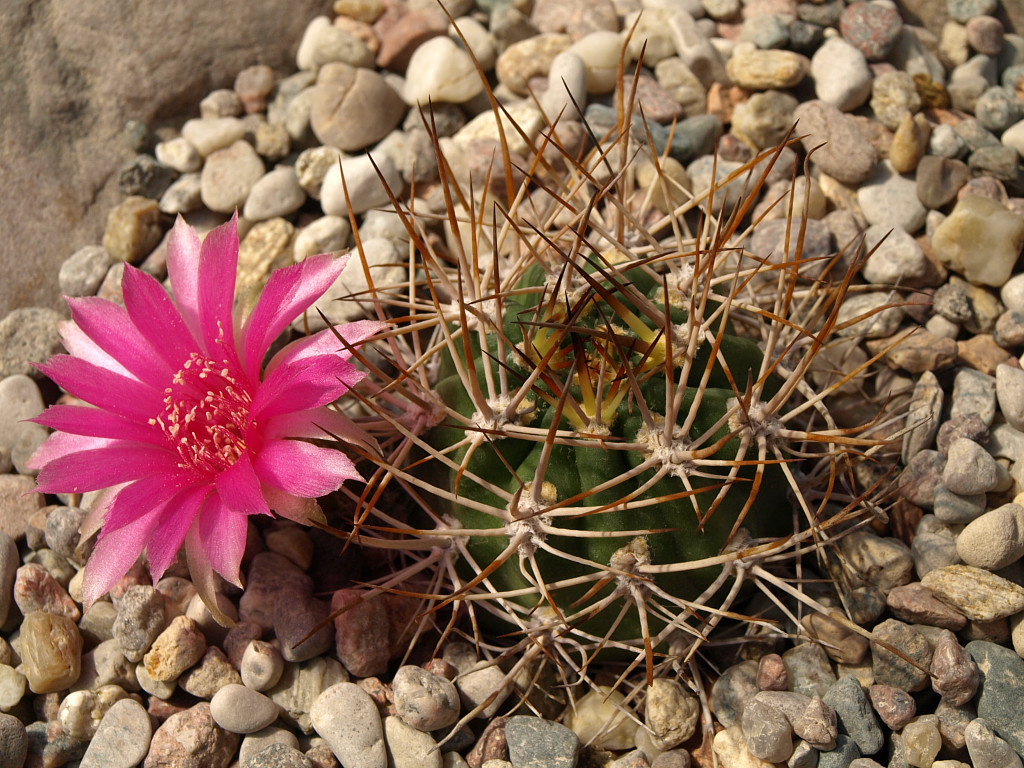 Lobivia lateritia TB0213.1 (Buena Vista, W of Yunchara, Tarija, Bol)