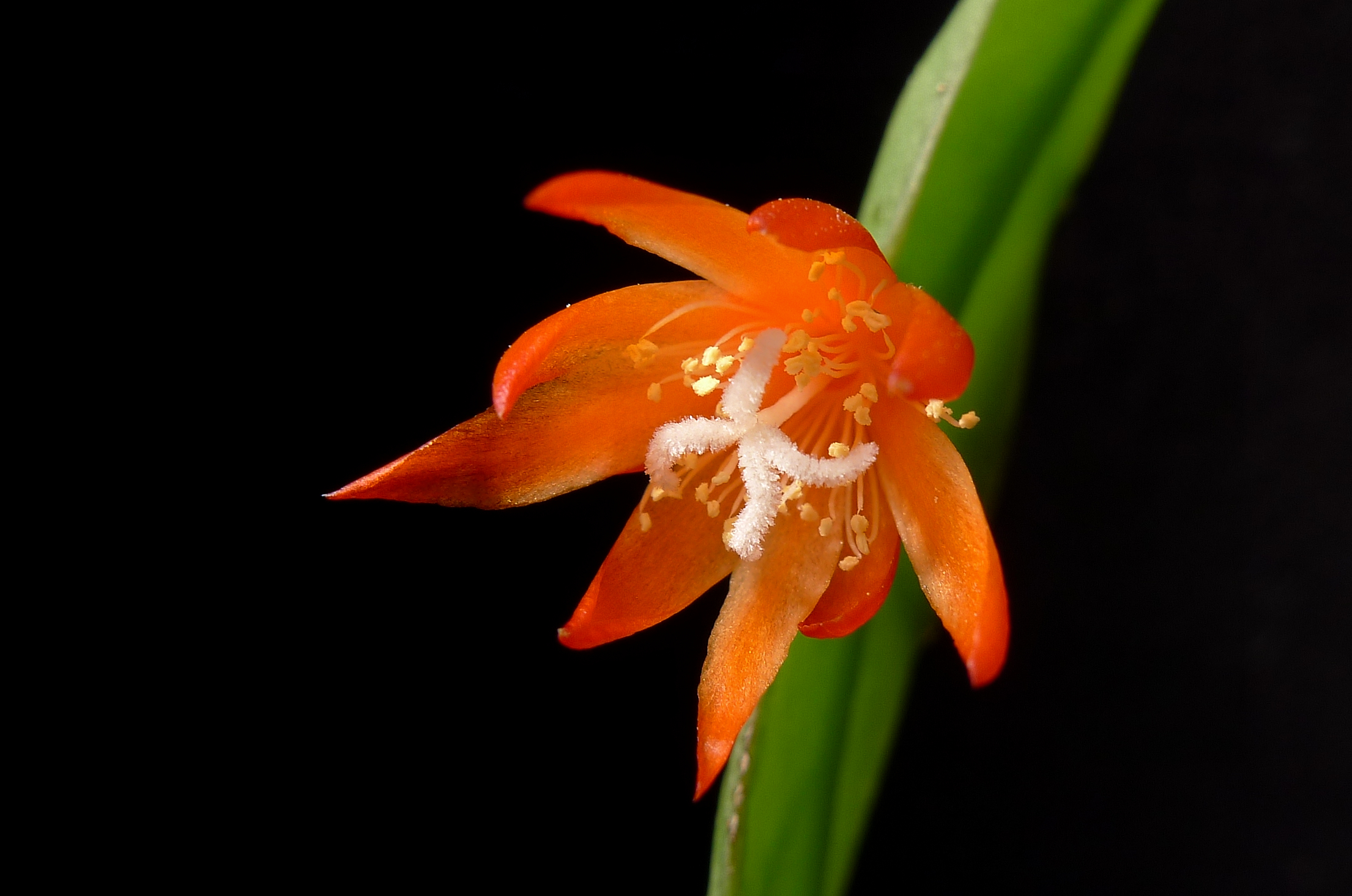 Lepismium monacanthum v. kimnachii WK 1002 (Paracti, 1900m)