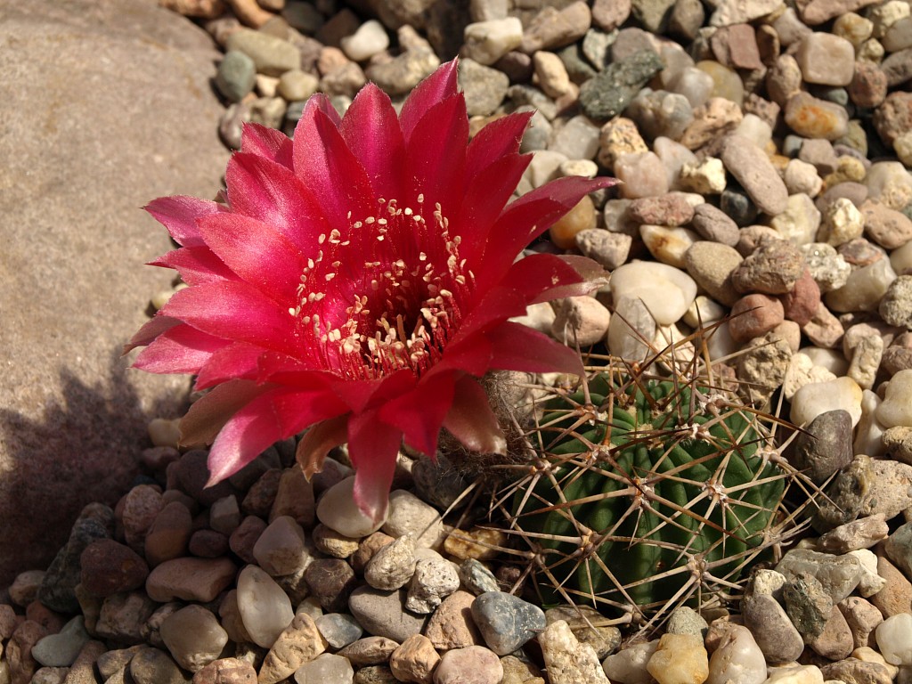 Lobivia pugionacantha TB0232.1 (Cuartos, N of Villazon, Potosi, Bol)