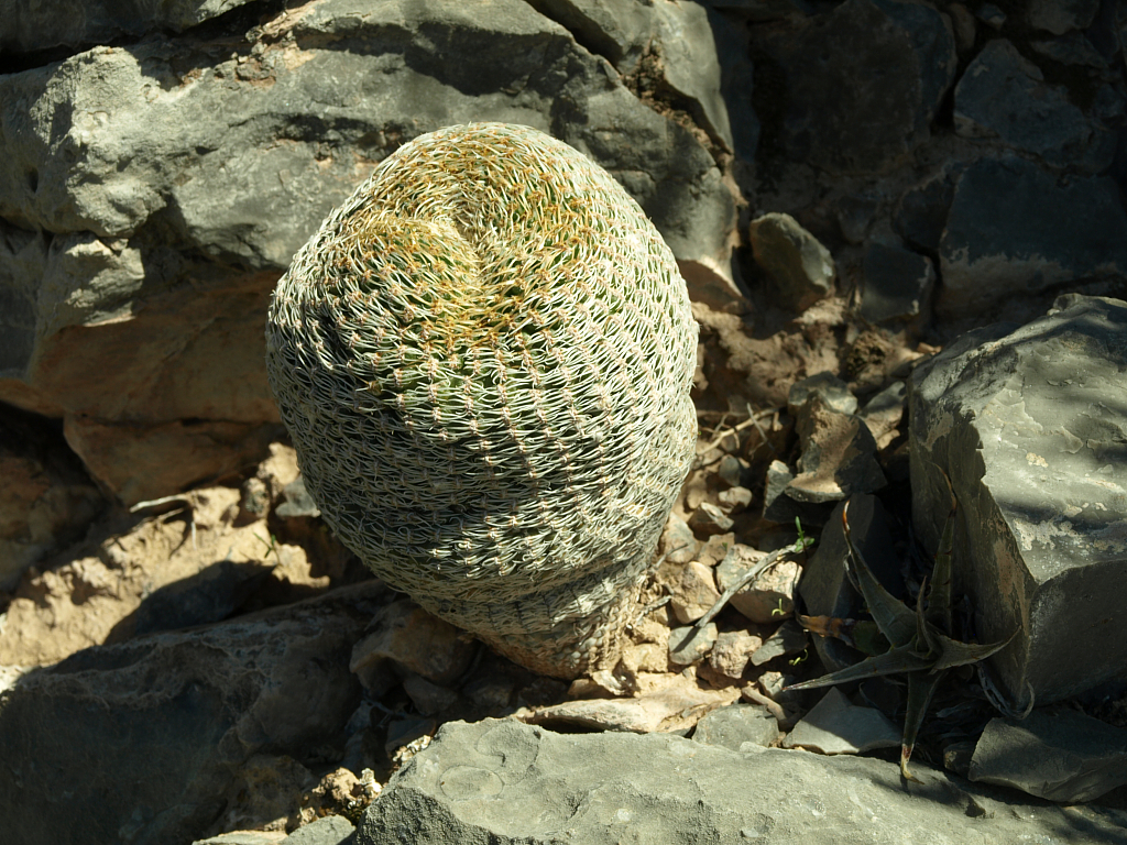 Lobivia famatimensis v. sanjuanensis TB 763.1 (S of San Jose de Jachal, 1104m, San Juan, Arg) - 2