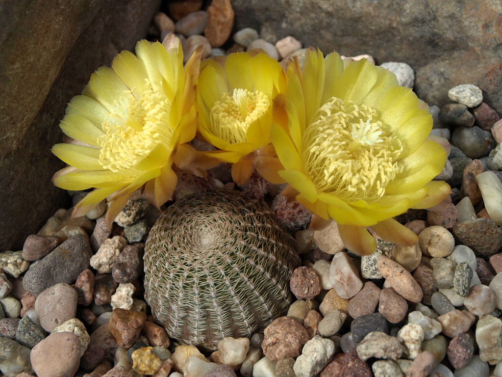 Lobivia famatimensis v. sanjuanensis TB 763.1 (S of San Jose de Jachal, 1104m, San Juan, Arg)