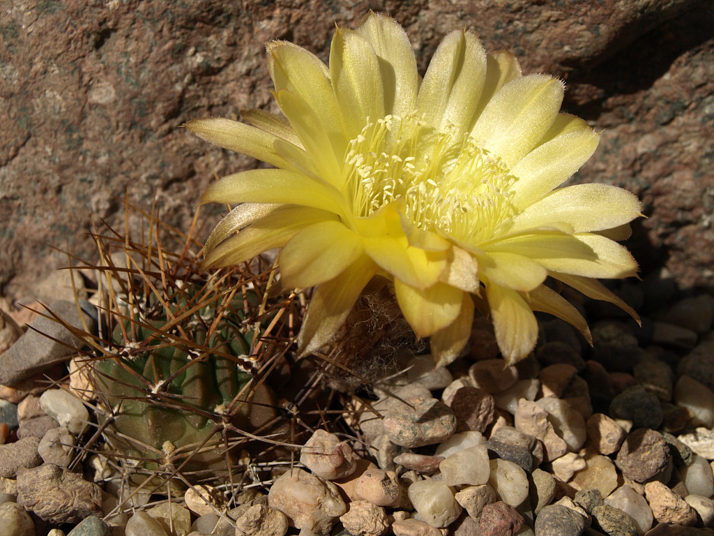 Lobivia tenuispina TB0047.1 (Mendez, Tarija, Bol)