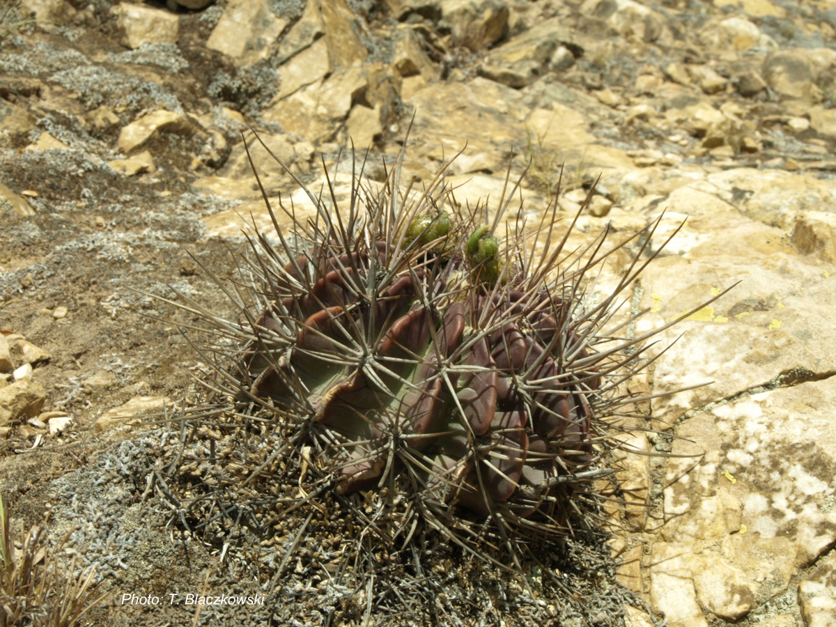 Lobivia calorubra v. mizquensis TB 494.1 (Tintin to San Vincente, 2840m, Coch, Bol) - 2