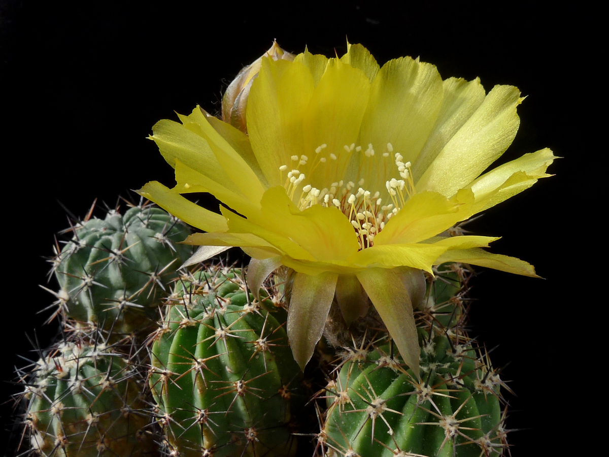 Lobivia chrysantha MN 96 (Santa Rosa de Tastil, Salta, 3250m, Arg)