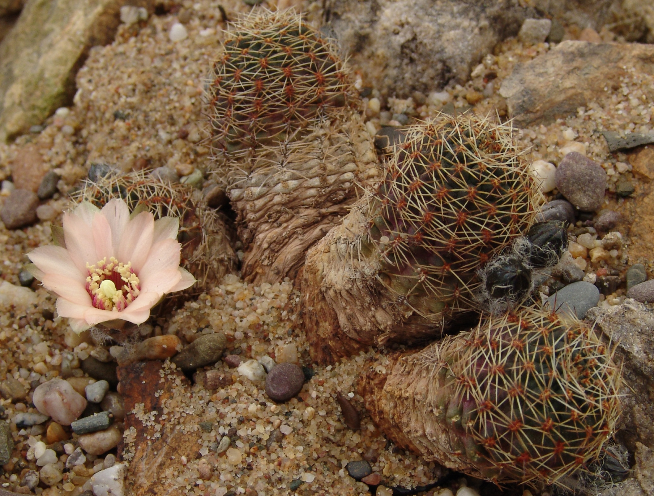 Rebutia pygmaea v. eos HJK 20 (Juella, Arg)