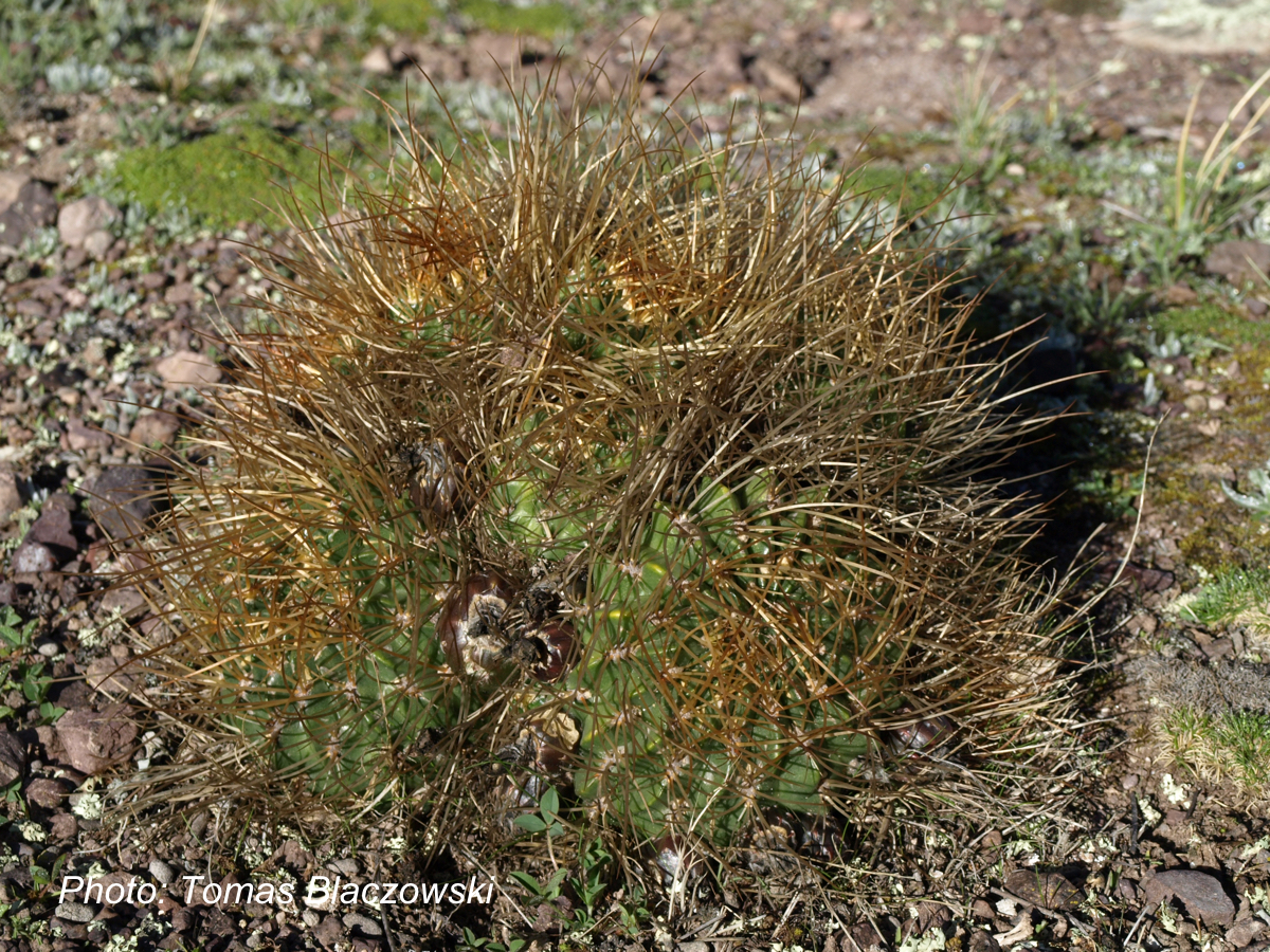 Lobivia maximiliana TB 956.1 (Macusani, 4238m, Puno, Peru)