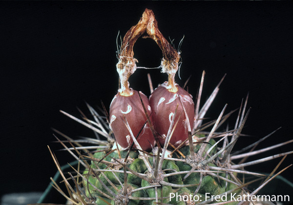 Eriosyce heinrichiana ssp. intermedia FK 180 (25km North of La Serena, South of Cruz Grande (on coast), Elqui, 20m)