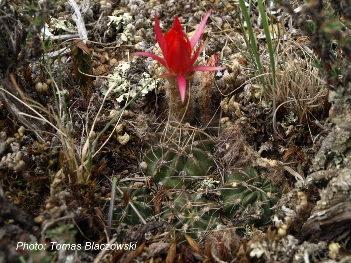 Lobivia maximiliana v. intermedia TB 930.1 (Mollebamba, 3889m, Apurimac, Peru)