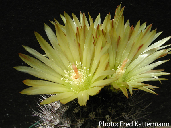 Eriosyce heinrichiana ssp. intermedia FK 28 (Elqui Valley, E La Serena)
