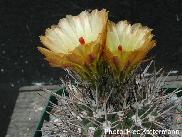 Eriosyce heinrichiana ssp. intermedia FK 473 (La Serena)