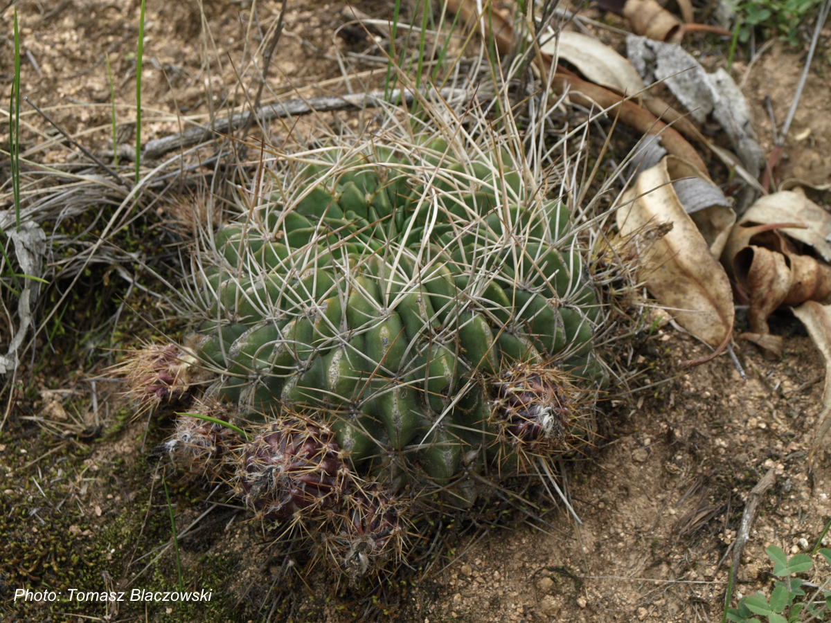 Lobivia tegeleriana TB 924.1 (Sallalli, South-West of Ayacucho, Ayacucho, Peru)