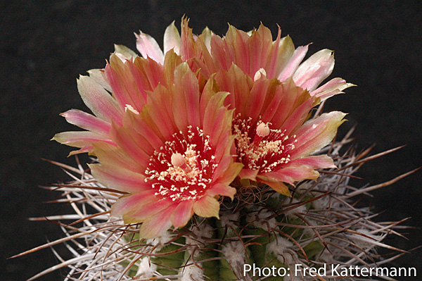 Eriosyce heinrichiana ssp. simulans FK 82 (Trapiche, 200m, Chile)