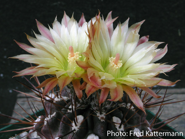 Eriosyce heinrichiana v. setosiflora FK 448 (Soco)