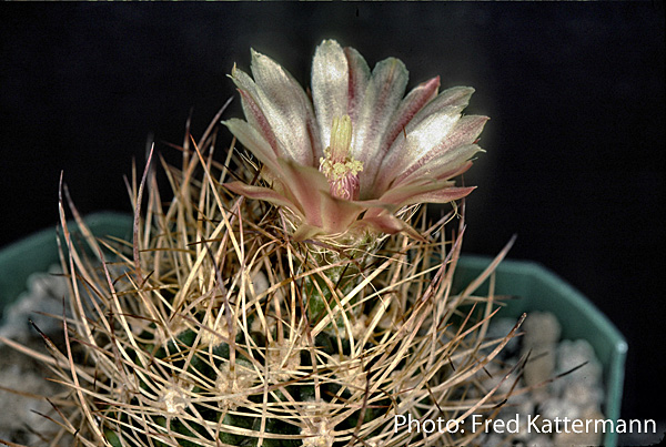 Eriosyce kunzei v. transitensis FK 818 (Transito)