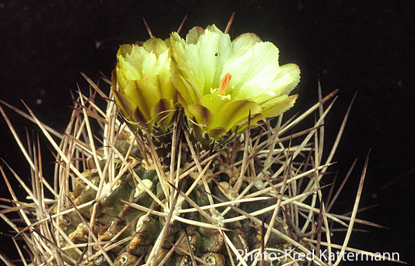 Eriosyce limariensis FK 450 (Ovalle, Embalse Recoleta)