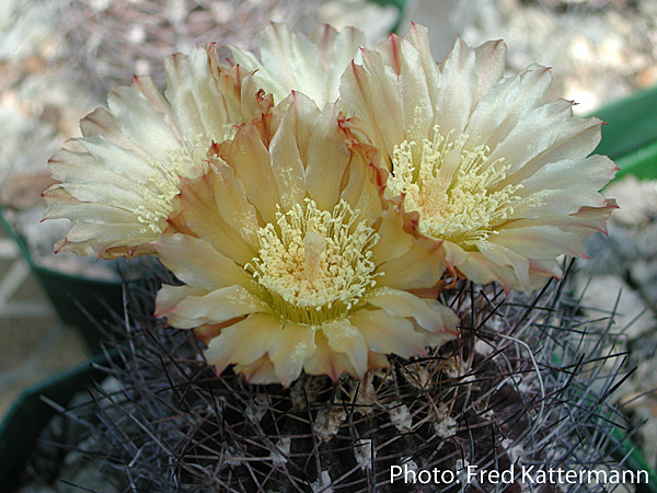 Eriosyce limariensis FK 451 (Ovalle, Guanpulla)