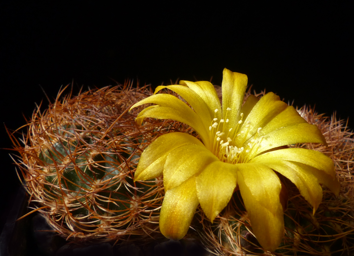 Sulcorebutia menesessi MC 5532
