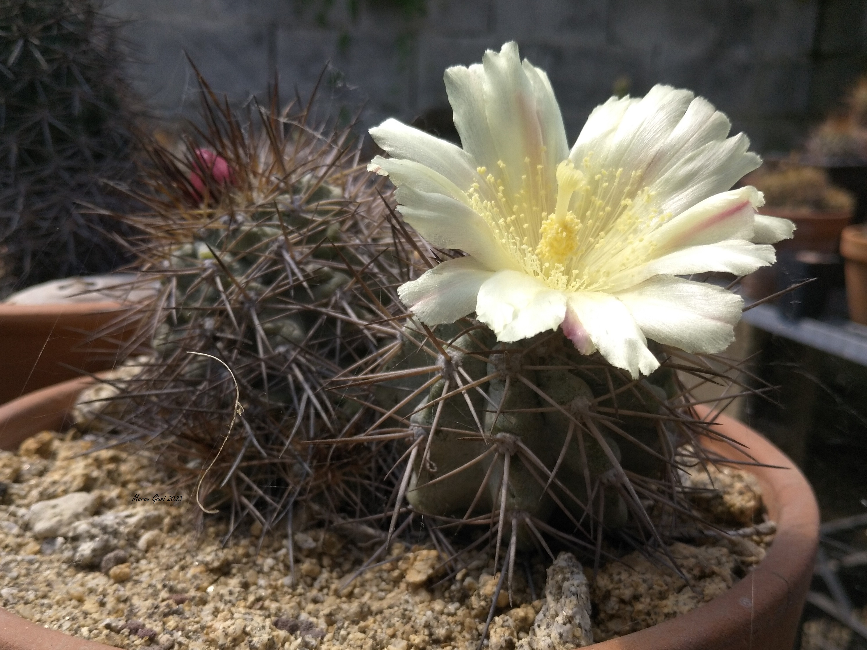 SuccSeed - Copiapoa grandiflora WM 408 (Esmeralda, Guanillos)