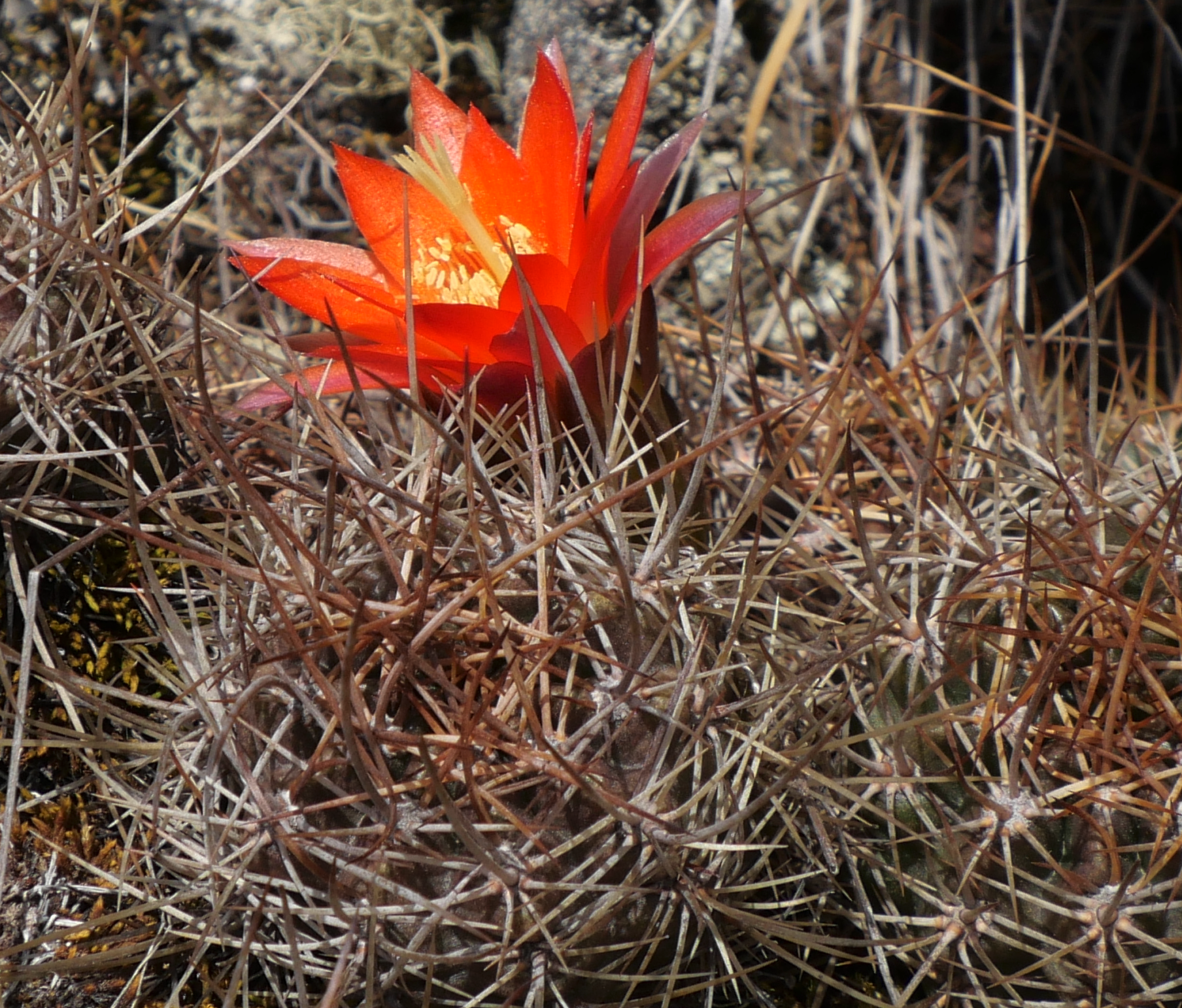 Lobivia maximiliana v. caespitosa MN 799 (Embalse Misicuni, Villa Sivingani 4000m)