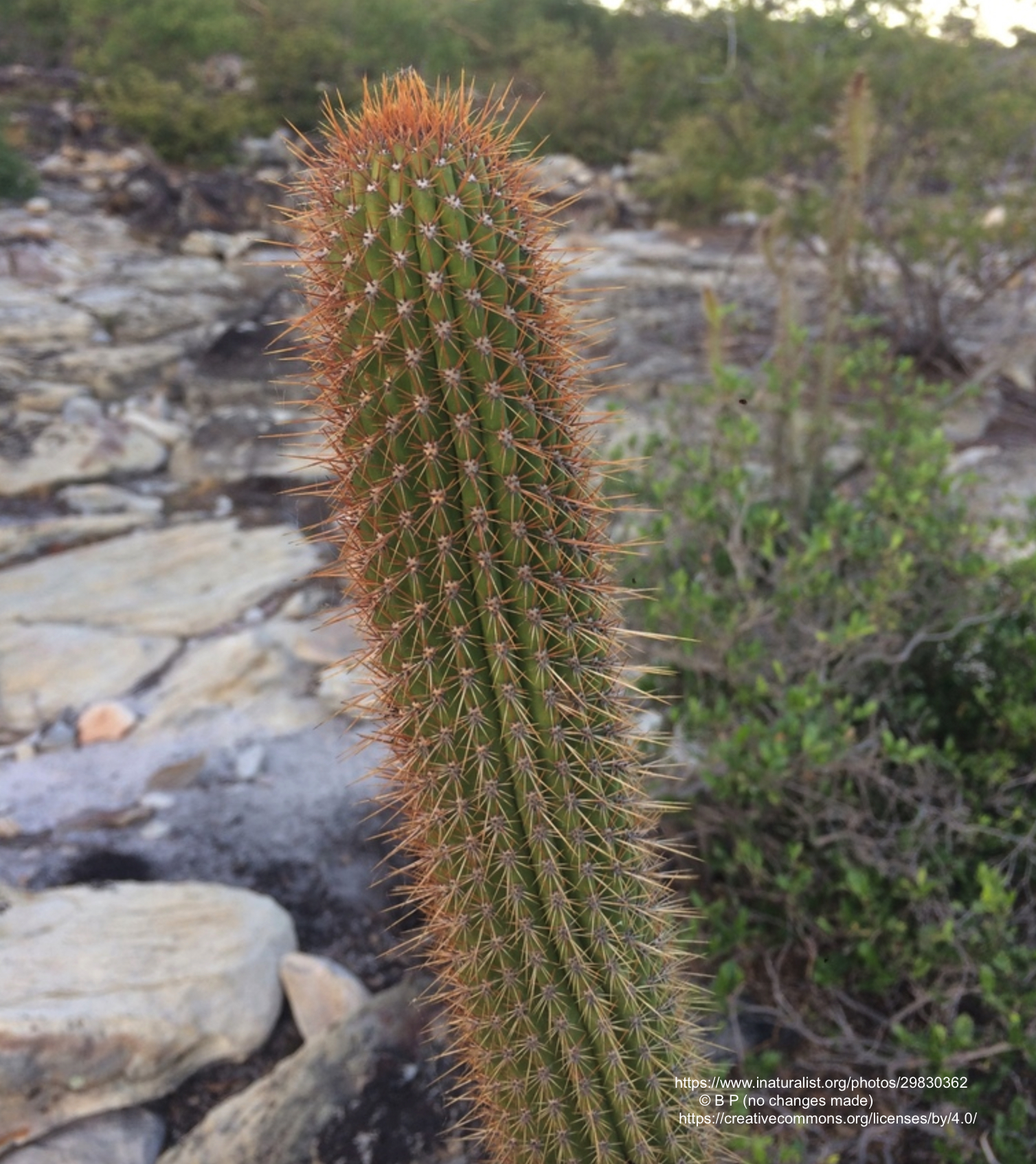 Facheiroa squamosa