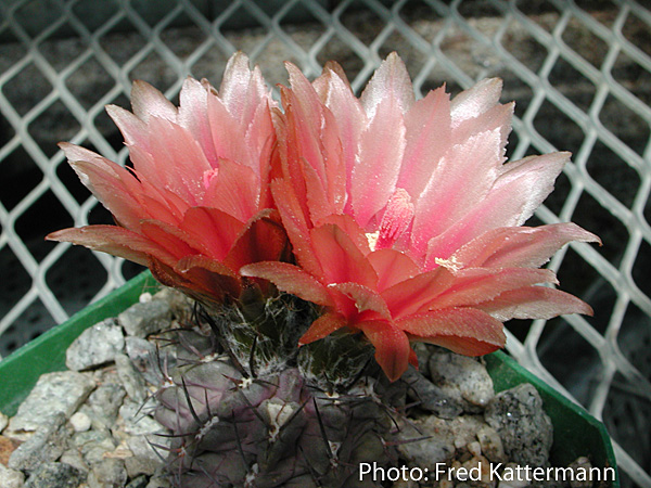 Eriosyce spectabilis FK 62 (Canto de Agua)