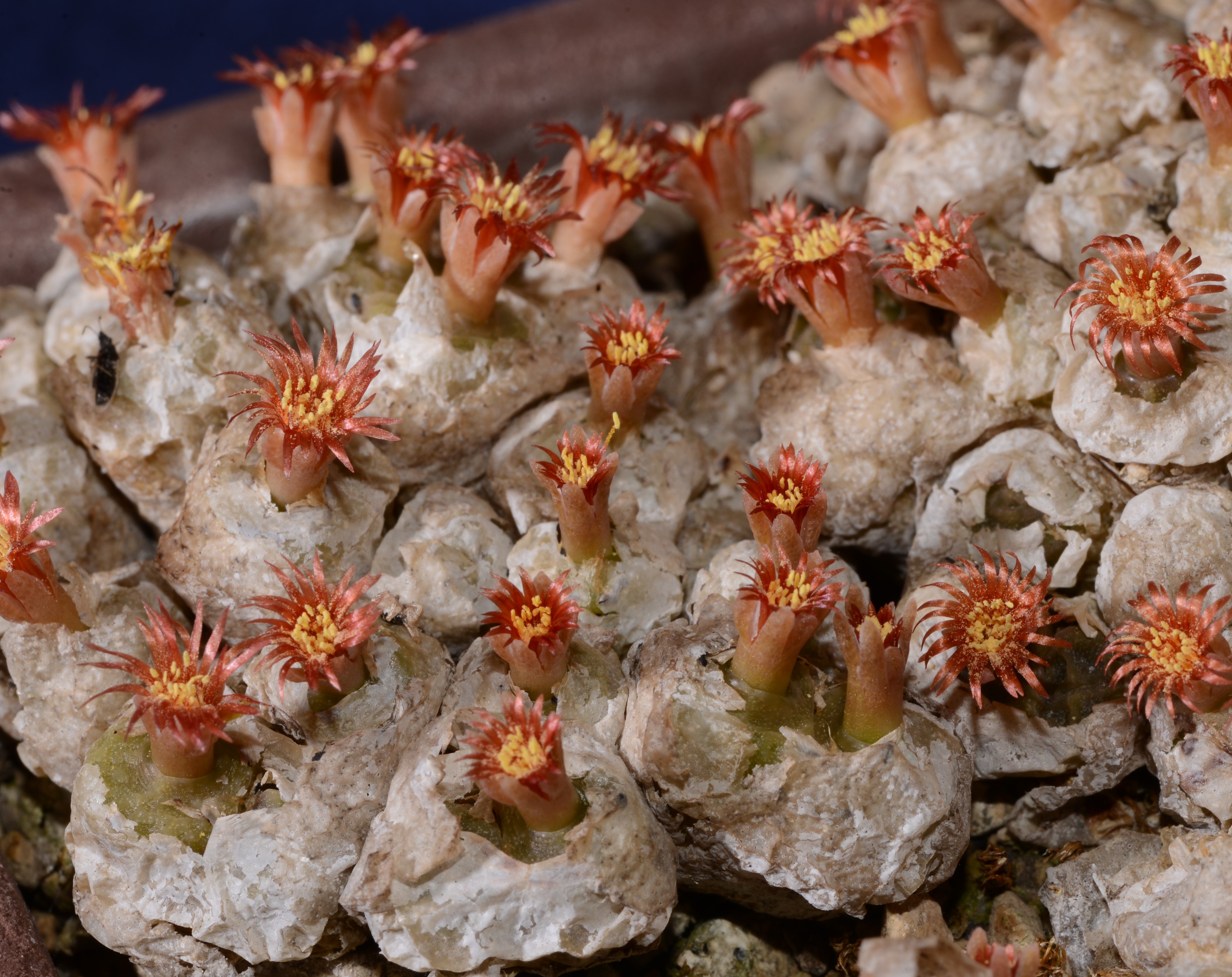 コノフィツム ヤンギー 白花品 youngii aff コノフィツム ヤンギー