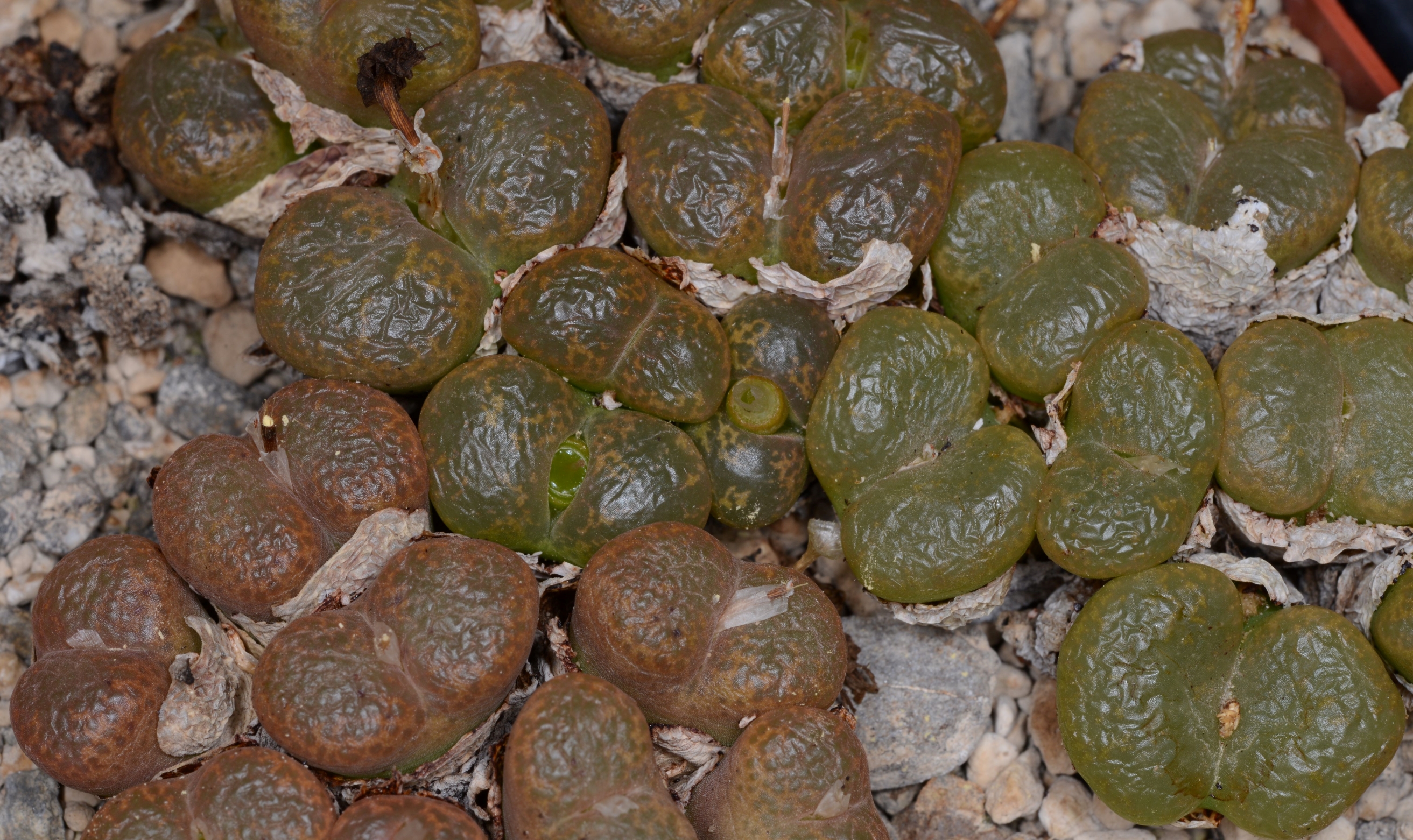 Conophytum lithopsoides SB1027  (Smorenskadu)