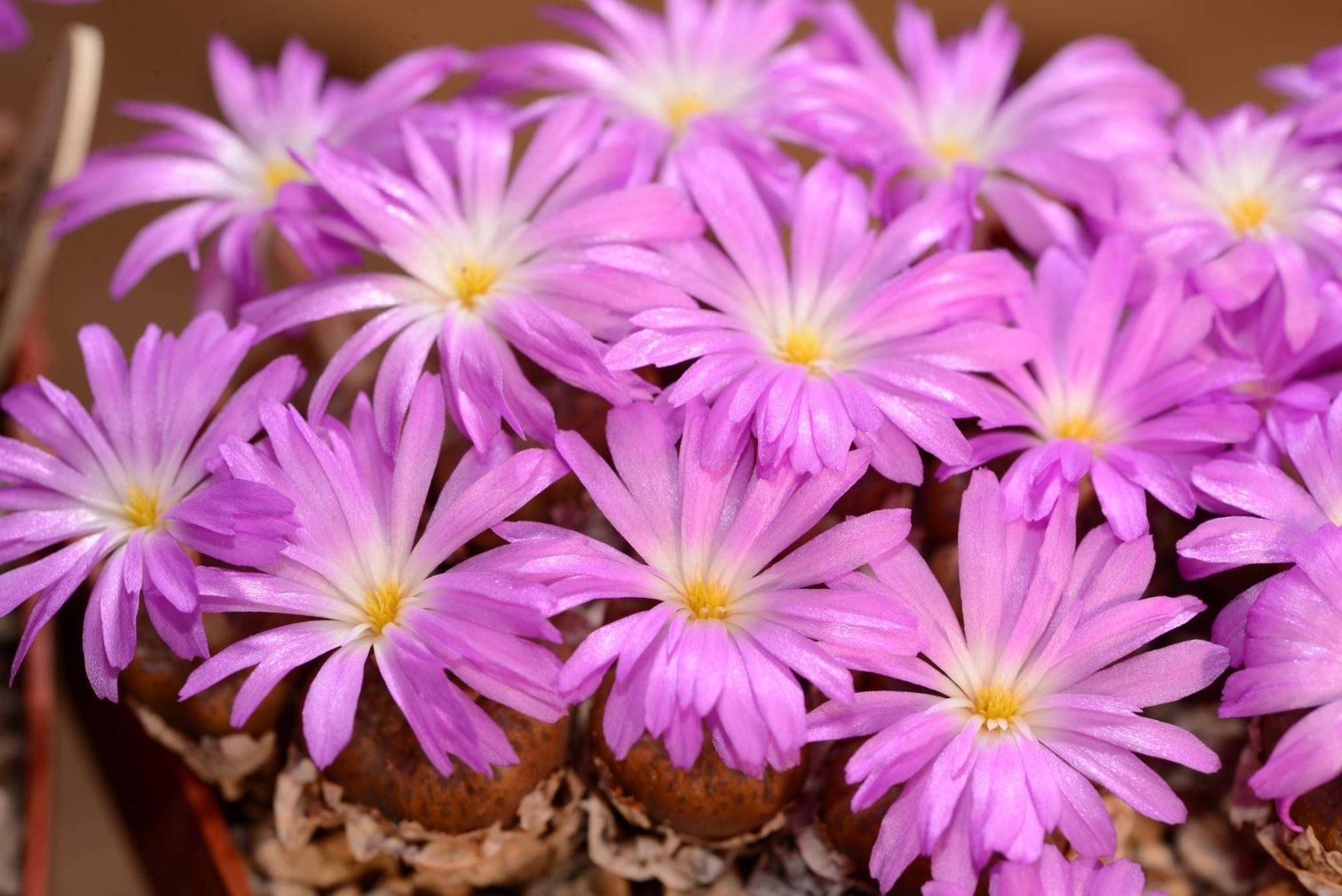 Conophytum lithopsoides ssp. koubergense RR1077  (Kouberg, Gamoep)