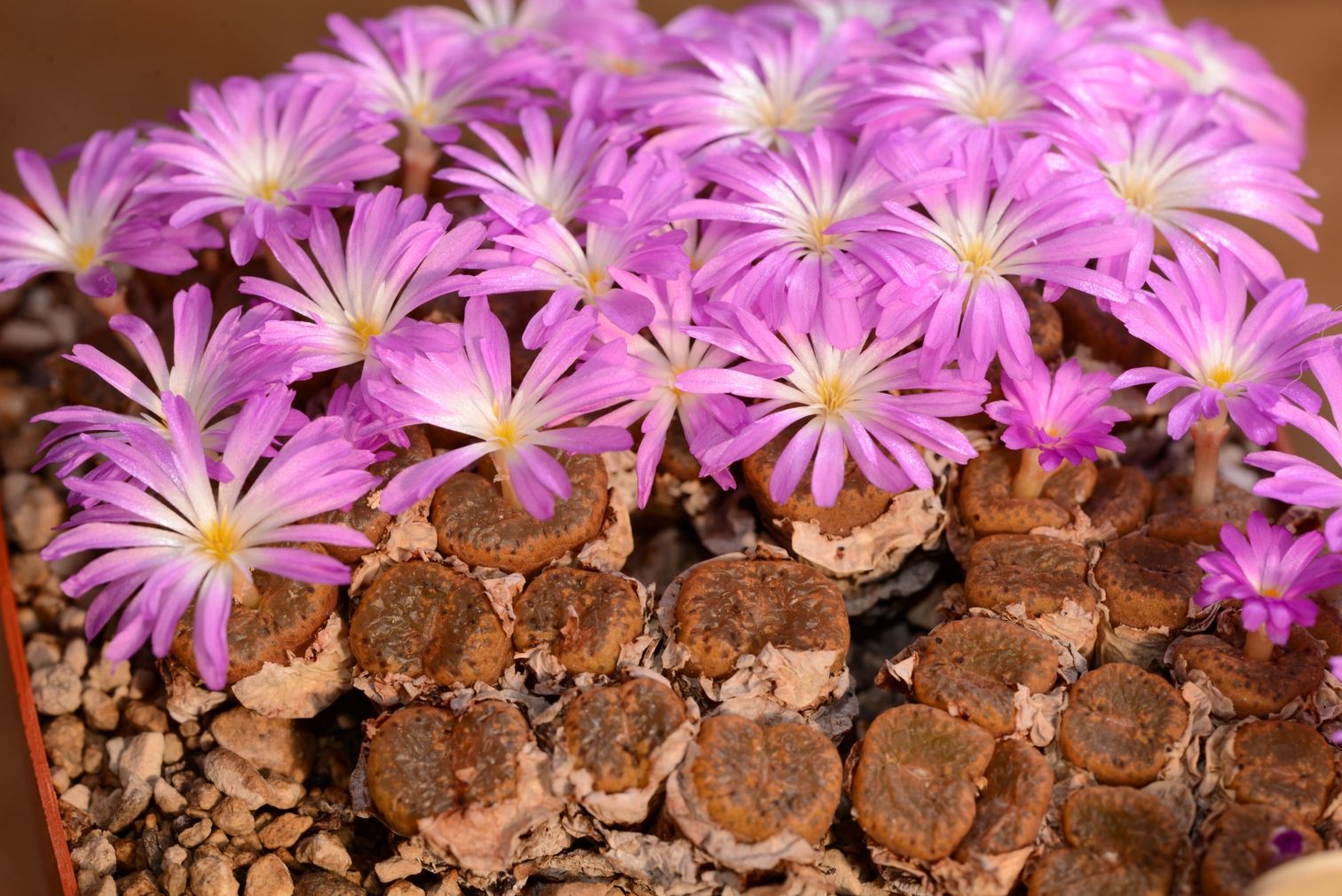 Conophytum lithopsoides ssp. koubergense RR1077  (Kouberg, Gamoep) - 2