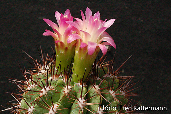 Eriosyce subgibbosa FK 201 (5km West of Lolol, Colchagua, Chile 390m)