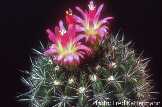 Eriosyce subgibbosa v. castanea FK 202 (W Santa Cruz, 500m)