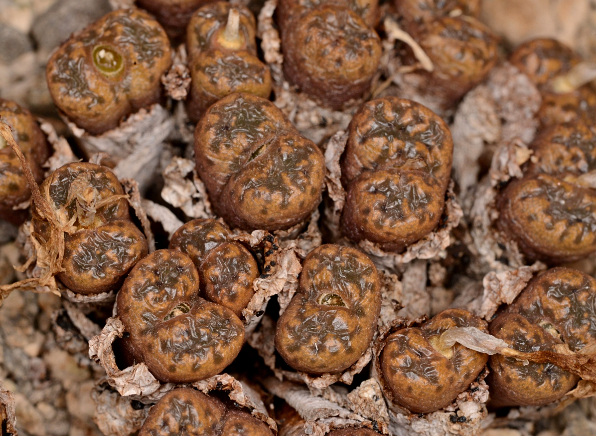 Conophytum pellucidum ssp. cupreatum  (Aasvoelkop)