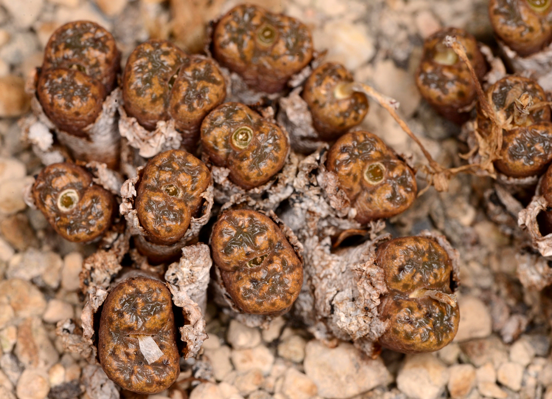 Conophytum pellucidum ssp. cupreatum  (Aasvoelkop) - 2
