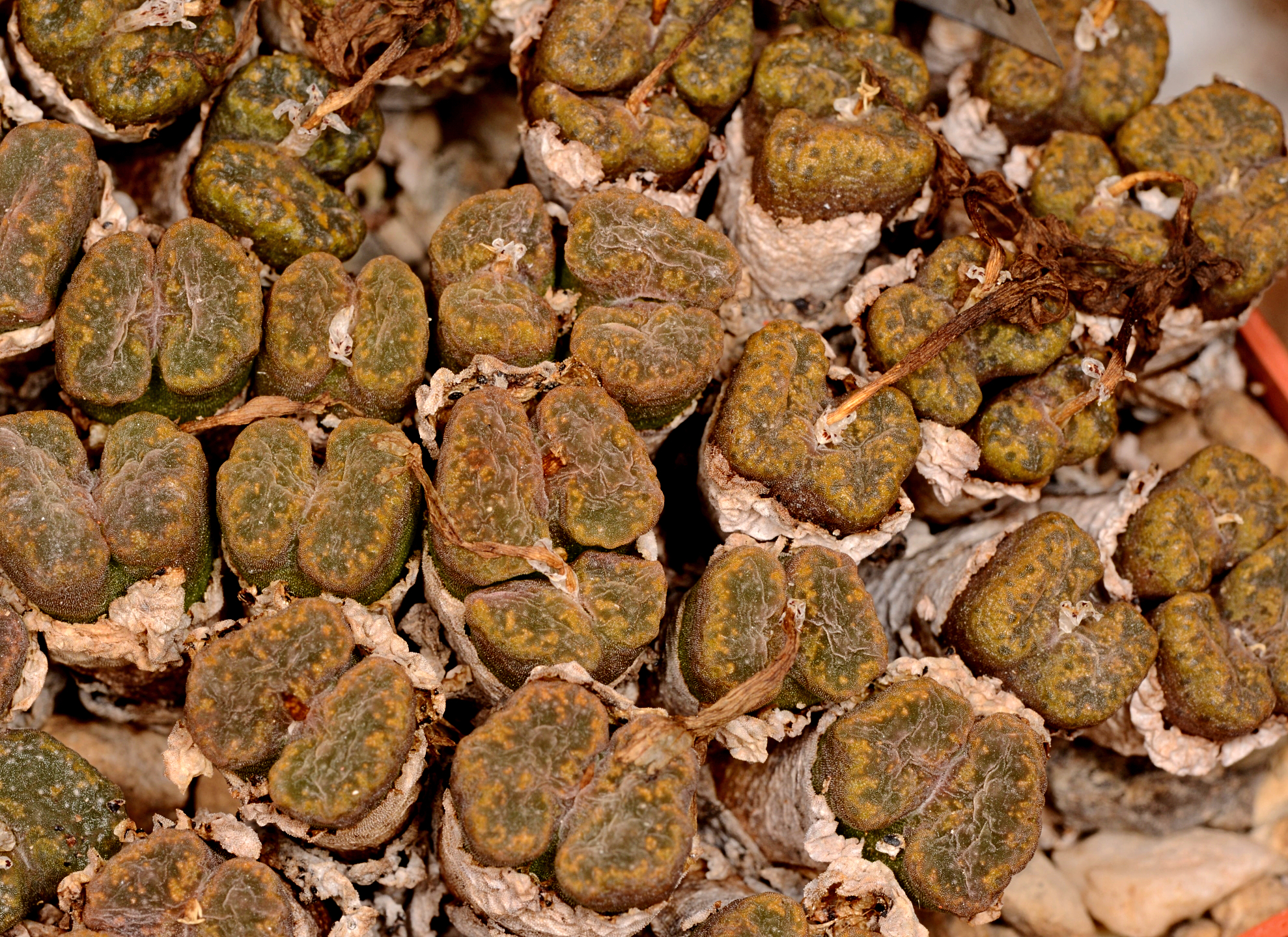 Conophytum pellucidum ssp. cupreatum v. terrestre SB 1989  (Aalwynsfontein) - 2