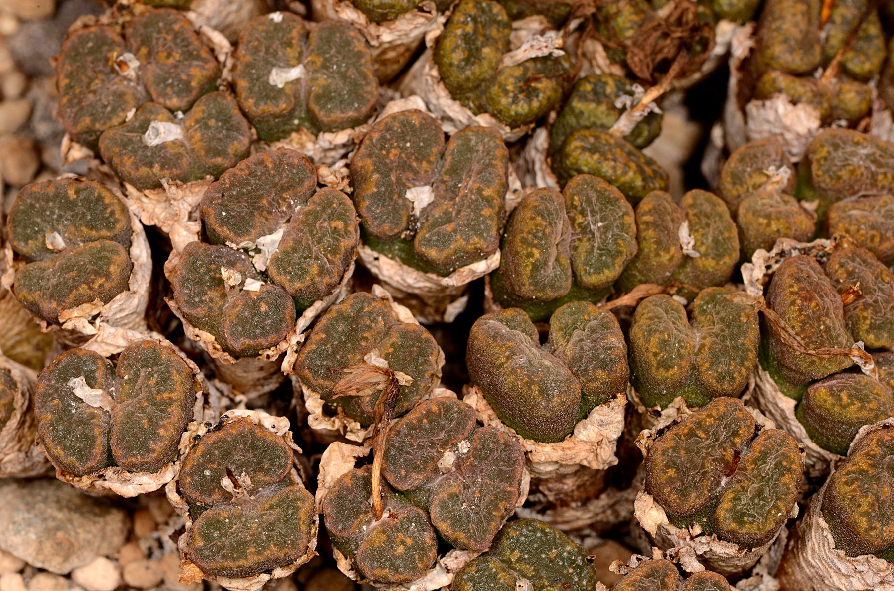 Conophytum pellucidum ssp. cupreatum v. terrestre SB 1989  (Aalwynsfontein)