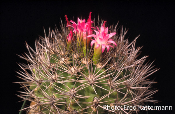 Eriosyce subgibbosa v. wagenknechtii FK 183 (Juan Soldado, 50 m)