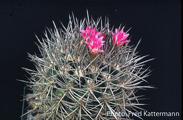 Eriosyce subgibbosa v. wagenknechtii FK 178 (Cruz Grande)
