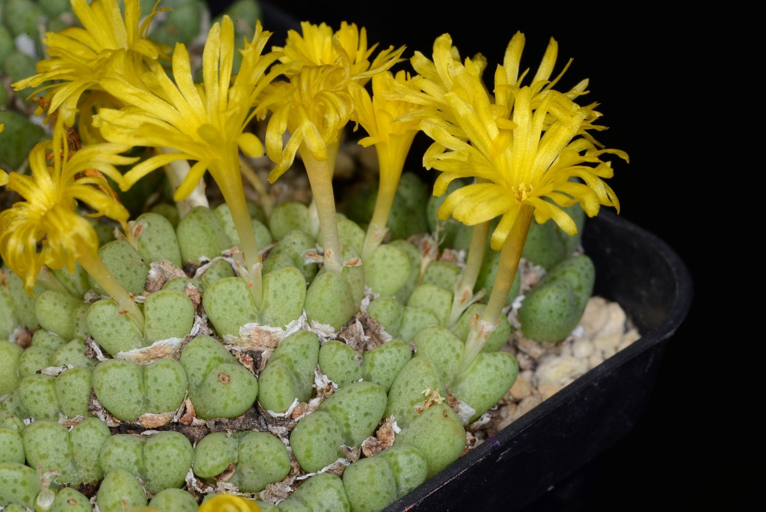 Conophytum tantillum ssp. inexpectatum (Umdaus)