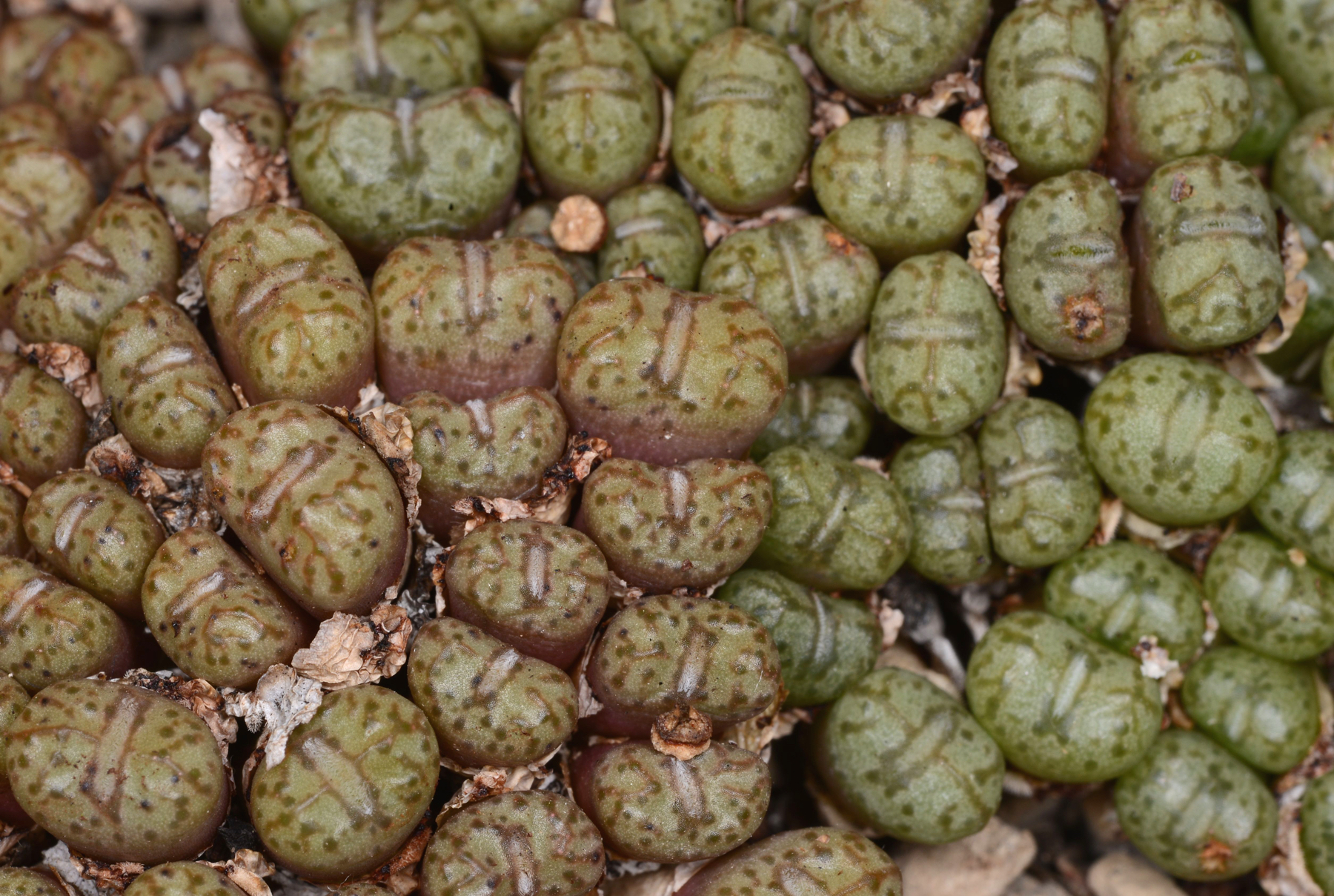 Conophytum uviforme aff. ssp. decoratum  (E of Doornkraal)