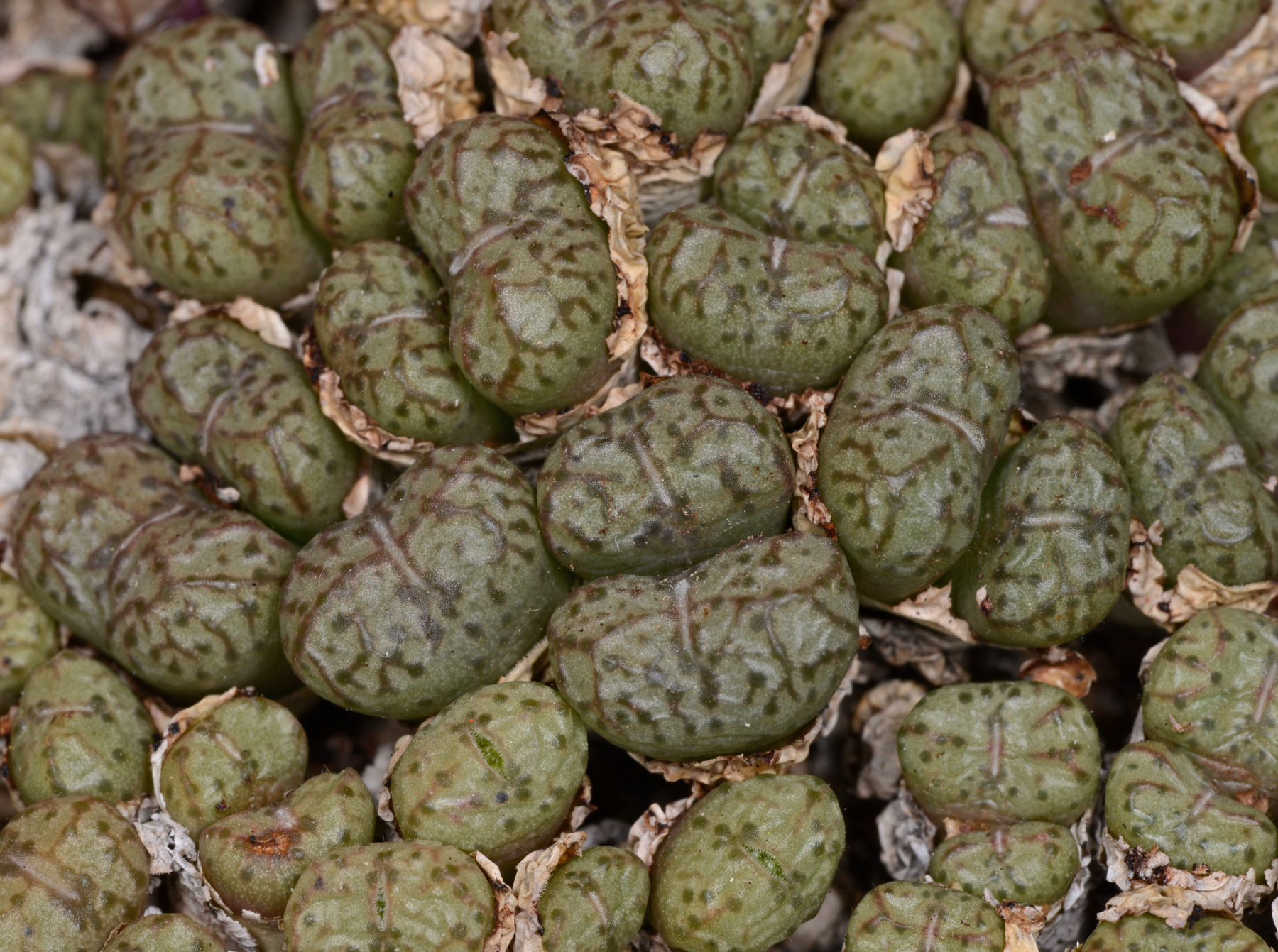 Conophytum uviforme aff. ssp. decoratum  (E of Doornkraal) - 2