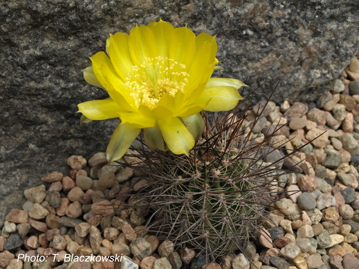 Lobivia haematantha v. elongata TB 376.1 (San Jose de Escalchi, Salta, Arg)