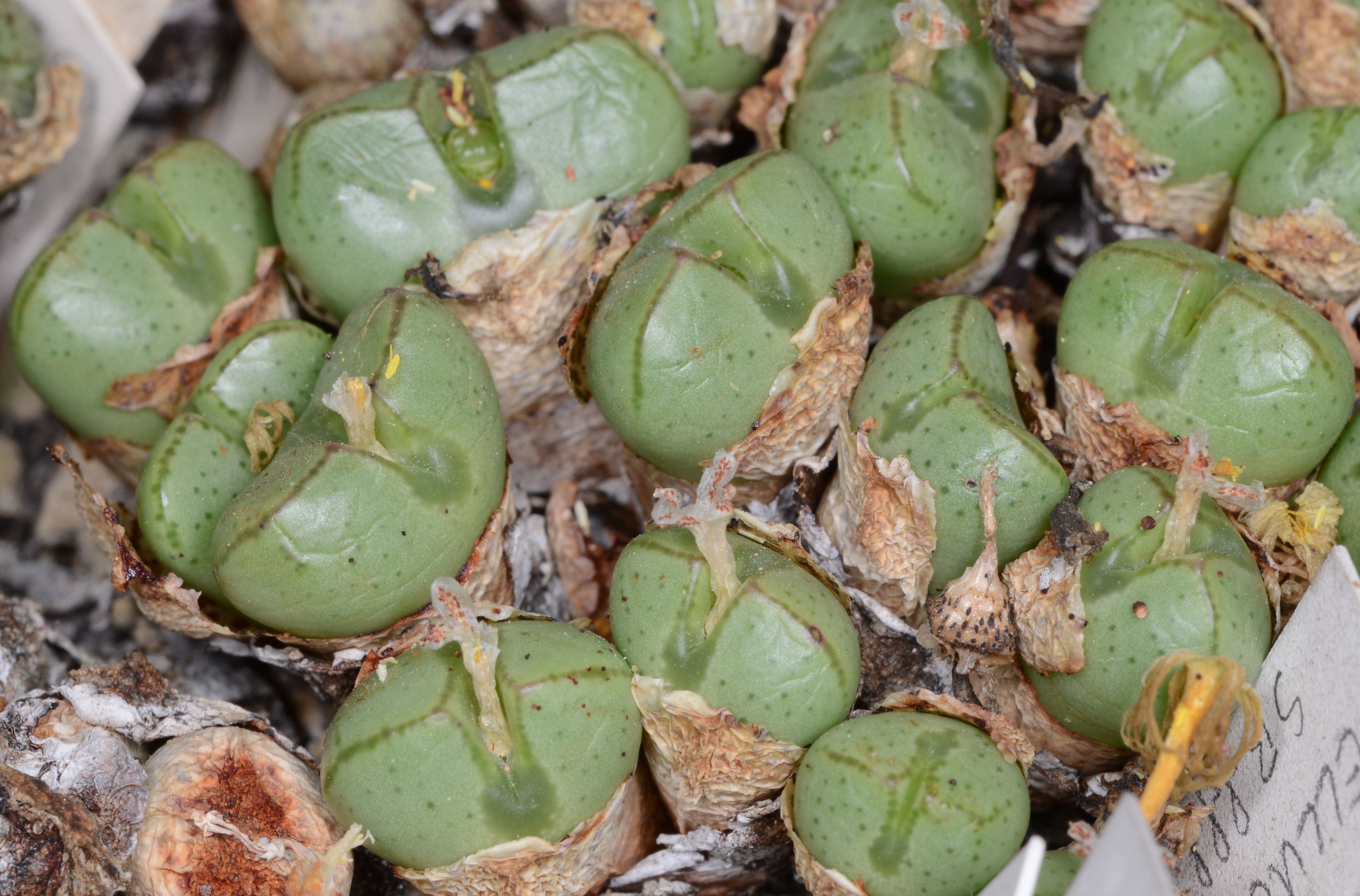 Conophytum violaciflorum  (NE Springbok) - 2