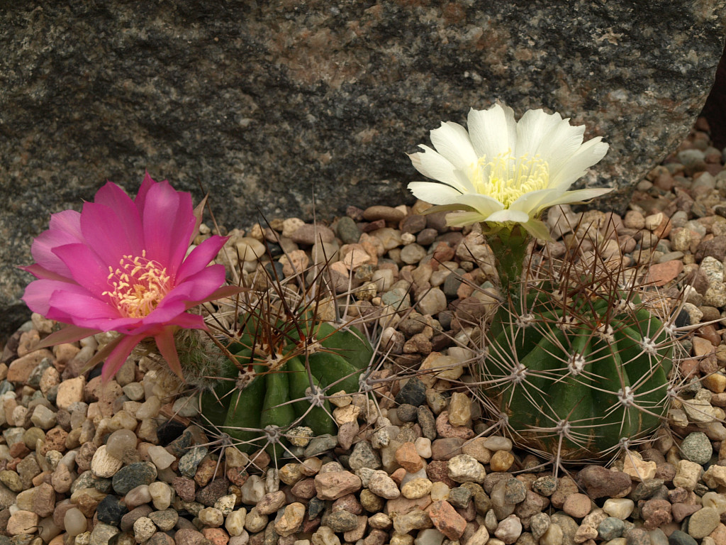 Lobivia krahn-juckeri TB 552.1 (Turuchipa, Potosi, 2347m, Bol)