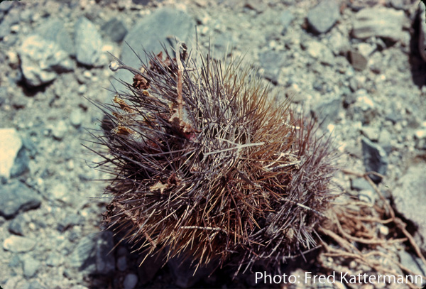 Eriosyce taltalensis 'pulchellus' FK 771 (Obispo, 15 m)