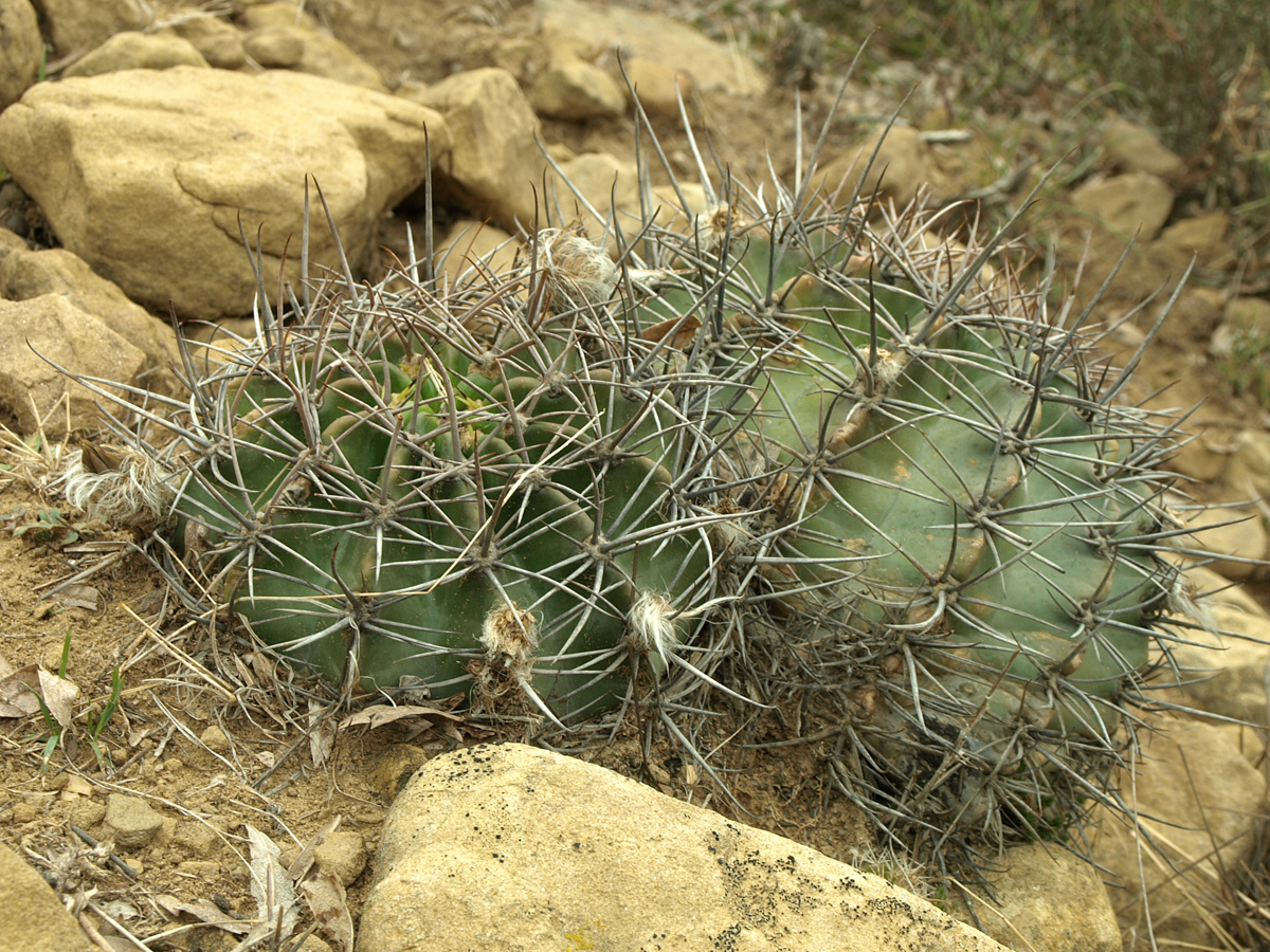 Echinopsis spec. TB 521.3 (San Jose de Paredon, Tarabuco to Icla, Chuq., Bol)