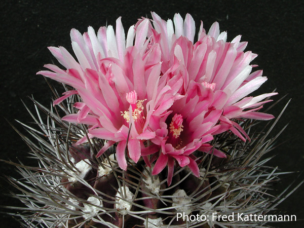 Eriosyce taltalensis ssp. paucicostata FK 108 (Paposo, 1800m, Chile)