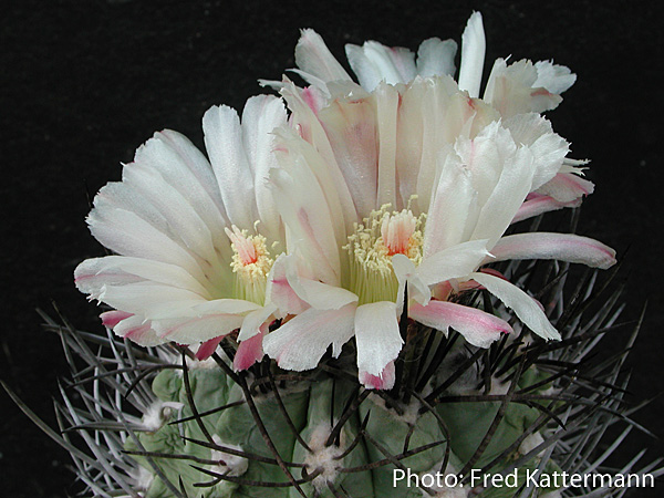 Eriosyce taltalensis ssp. paucicostata FK 34 (N Paposo, 75m)