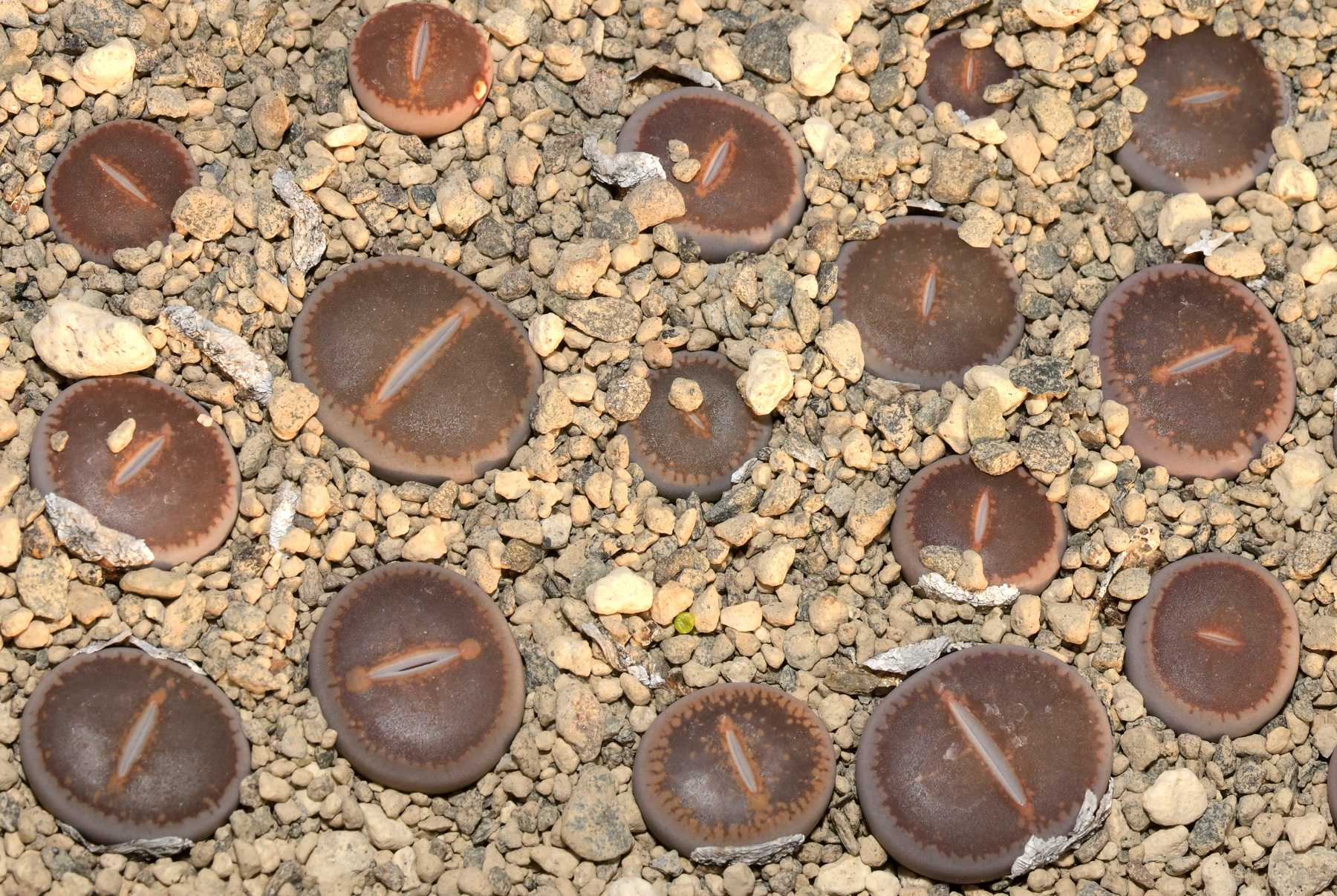 Lithops aucampiae cv. Dark Red - 2