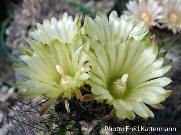 Eriosyce taltalensis ssp. paucicostata FK 389 (45 km S of Paposo)