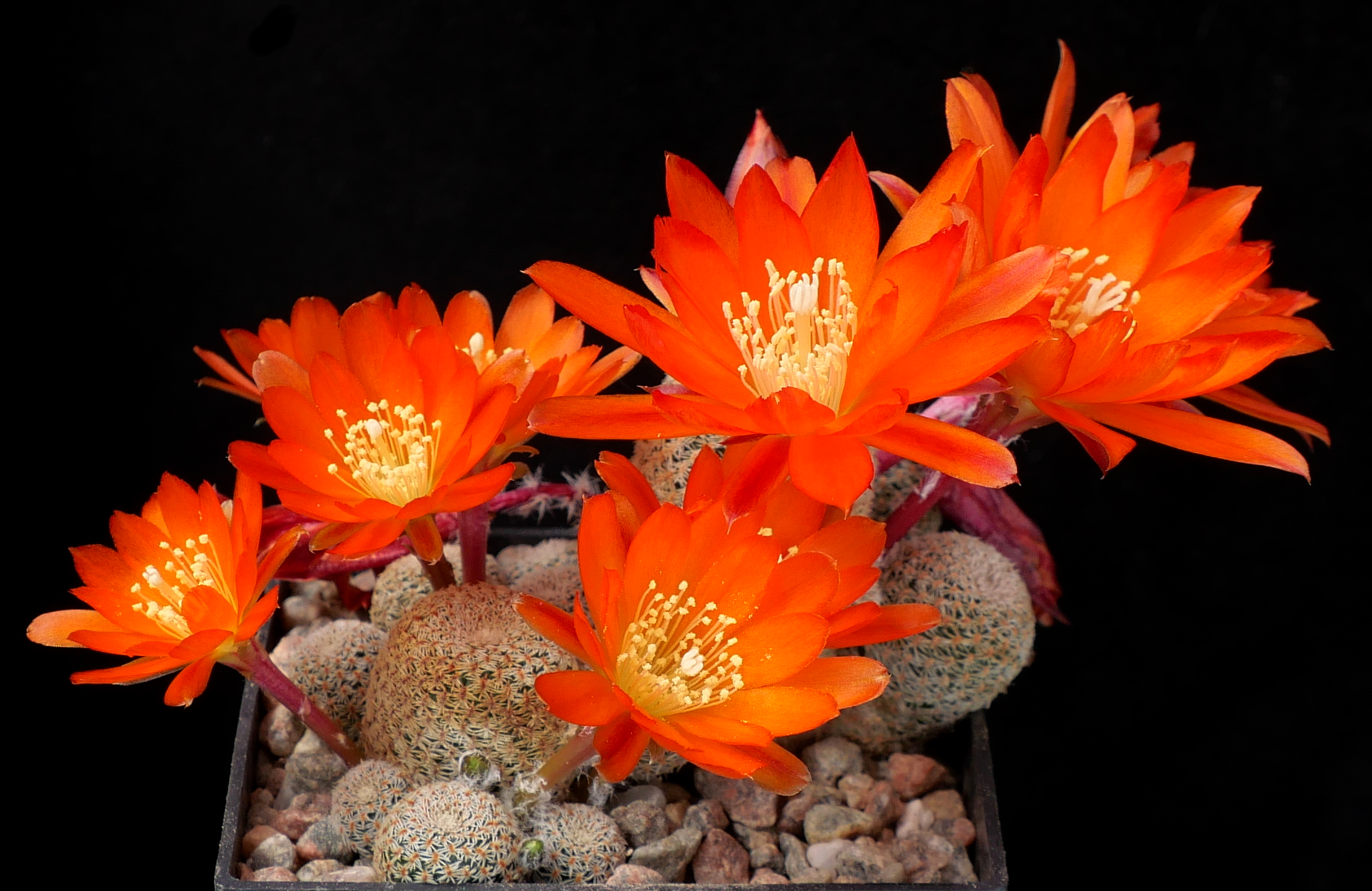 Rebutia heliosa MN 526